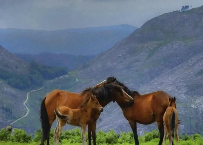Chalet Casas Bouro 1 Casa Hortencias